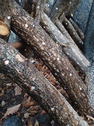 인생은 소풍처럼~님의 기타작물 · 영농일지 작성글 사진