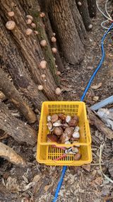 팜모닝 버섯·영농일지 게시글 이미지