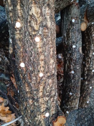 인생은 소풍처럼~님의 기타작물 · 영농일지 작성글 사진