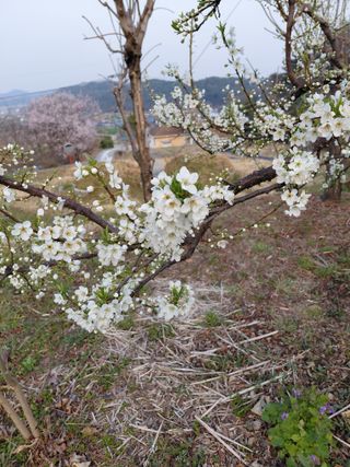 심무재 님의 복숭아 · 영농일지 작성글 사진