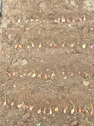 행복하게~님의 기타작물 · 영농일지 작성글 사진