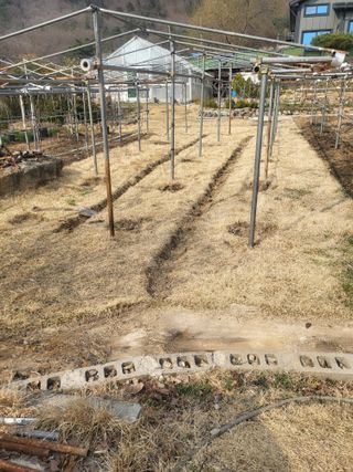 orange22님의 기타작물 · 영농일지 작성글 사진