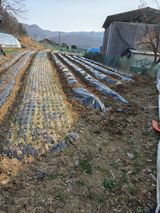 팜모닝 고추·영농일지 게시글 이미지