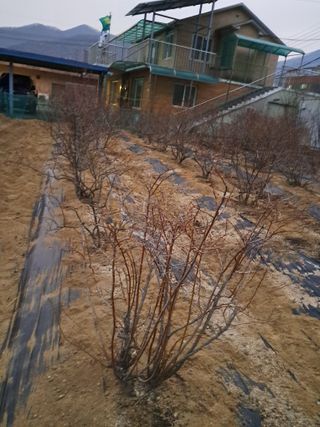 구강회님의 블루베리 · 영농일지 작성글 사진