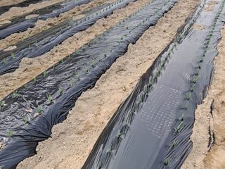 정관호님의 기타작물 · 영농일지 작성글 사진