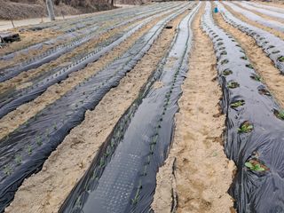 정관호님의 기타작물 · 영농일지 작성글 사진