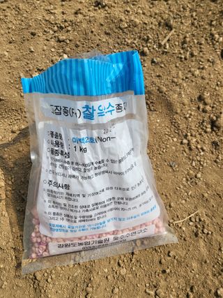 이상욱님의 옥수수 · 영농일지 작성글 사진