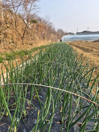 이덕훈(바쁜사람)님의 기타작물 · 영농일지 작성글 사진