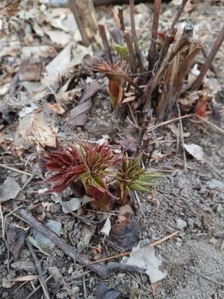 인생은 소풍처럼~님의 기타작물 · 영농일지 작성글 사진