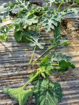 논산푸른팜님의 작성글 사진