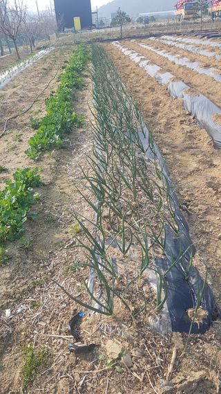 최춘득 청대산 님의 옥수수 · 영농일지 작성글 사진