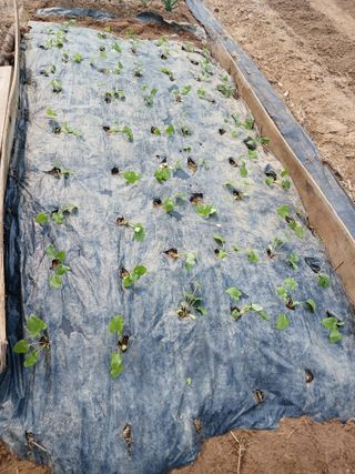 땅콩맘님의 기타작물 · 영농일지 작성글 사진