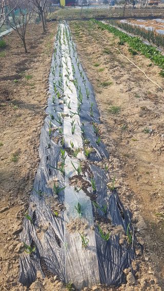 최춘득 청대산 님의 옥수수 · 영농일지 작성글 사진