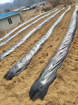 이상욱님의 옥수수 · 영농일지 작성글 사진