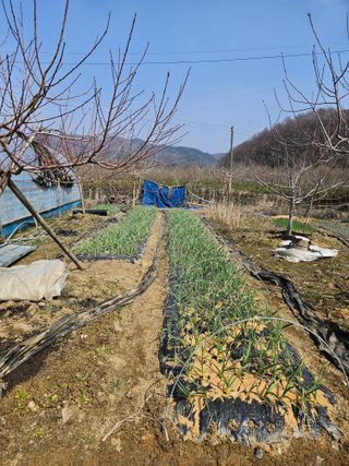 유제상님의 기타작물 · 영농일지 작성글 사진