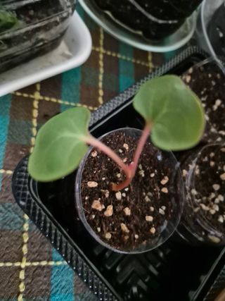 김용민님의 기타작물 · 영농일지 작성글 사진