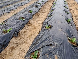 정관호님의 기타작물 · 영농일지 작성글 사진