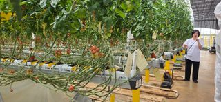 강연수님의 기타작물 · 영농일지 작성글 사진