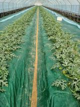 논산푸른팜님의 작성글 사진