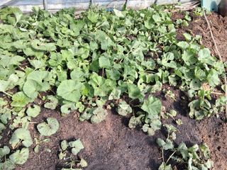 최한기님의 기타작물 · 영농일지 작성글 사진