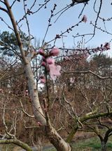 팜모닝 복숭아·영농일지 게시글 이미지