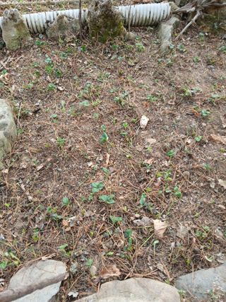 인생은 소풍처럼~님의 기타작물 · 영농일지 작성글 사진