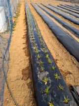 팜모닝 기타작물·영농일지 게시글 이미지