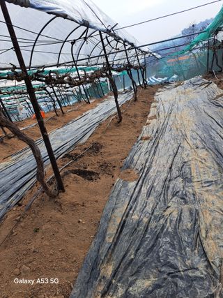 조연만님의 포도 · 영농일지 작성글 사진