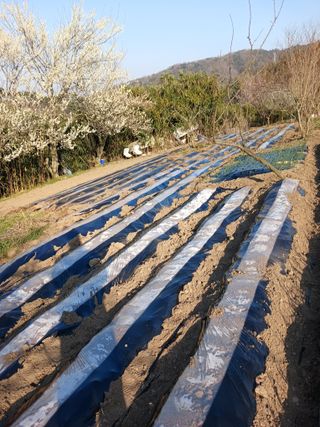 박지성 님의 기타작물 · 영농일지 작성글 사진