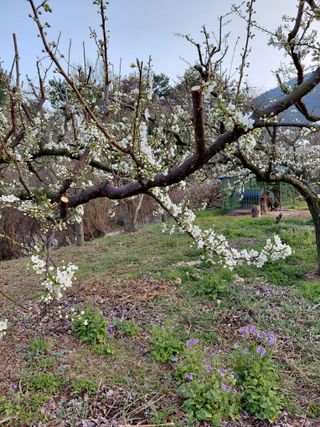 심무재 님의 복숭아 · 영농일지 작성글 사진