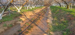 달맛햇복숭아농원님의 복숭아 · 영농일지 작성글 사진