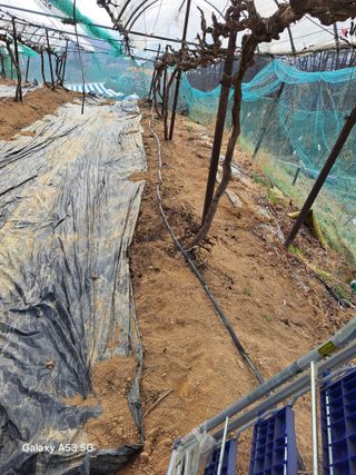 조연만님의 포도 · 영농일지 작성글 사진