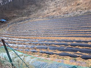 조연만님의 포도 · 영농일지 작성글 사진