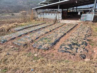 하야비치님의 버섯 · 영농일지 작성글 사진