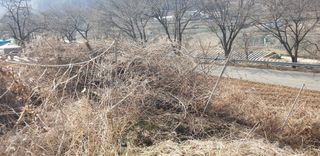 정천복님의 기타작물 · 영농일지 작성글 사진