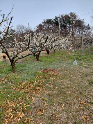 심무재 님의 복숭아 · 영농일지 작성글 사진