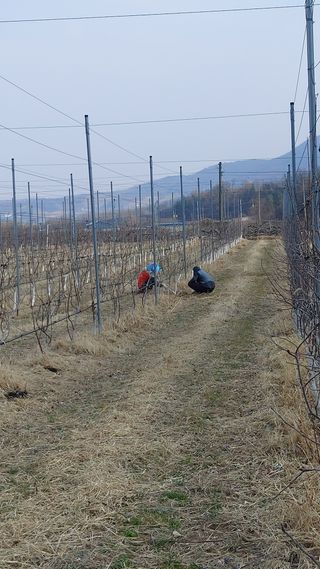 오동추님의 기타작물 · 영농일지 작성글 사진