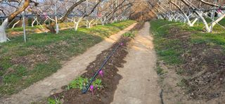 달맛햇복숭아농원님의 복숭아 · 영농일지 작성글 사진