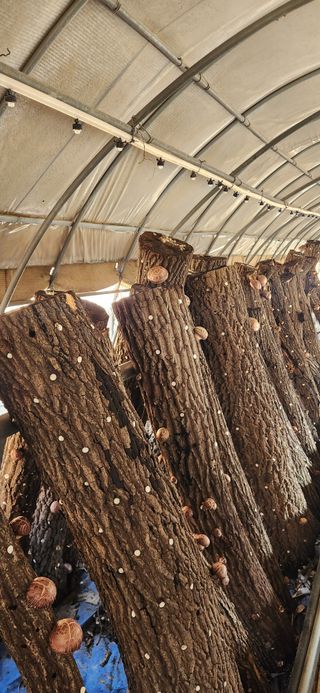 최군환님의 버섯 · 영농일지 작성글 사진