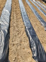 팜모닝 감자·영농일지 게시글 이미지