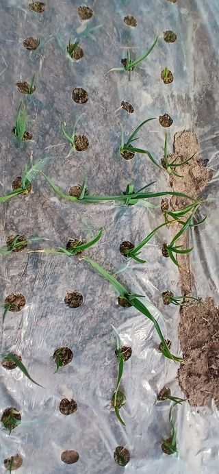 정연섭님의 기타작물 · 영농일지 작성글 사진