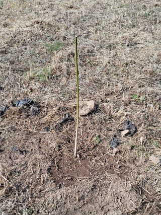 반봉현님의 기타작물 · 영농일지 작성글 사진