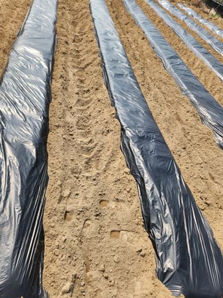 gksfid1112님의 감자 · 영농일지 작성글 사진