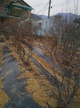 팜모닝 블루베리·영농일지 게시글 이미지