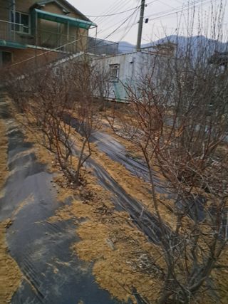 구강회님의 블루베리 · 영농일지 작성글 사진