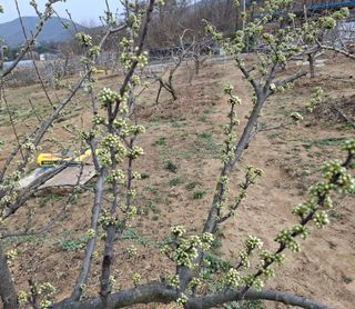 철남 김희곤님의 기타작물 · 영농일지 작성글 사진