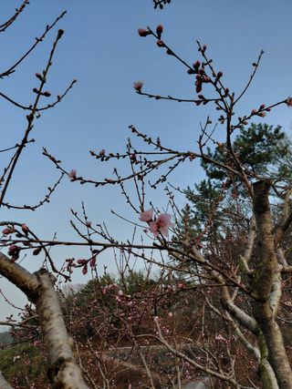 심무재 님의 복숭아 · 영농일지 작성글 사진