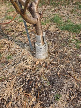 김재현님의 복숭아 · 영농일지 작성글 사진