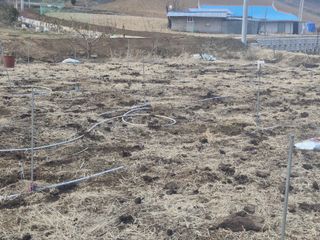 자연 愛 대풍농장님의 사과 · 영농일지 작성글 사진