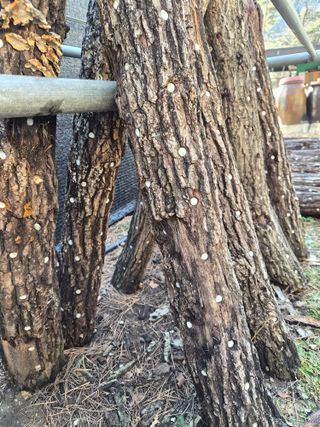 남기탁 님의 기타작물 · 영농일지 작성글 사진